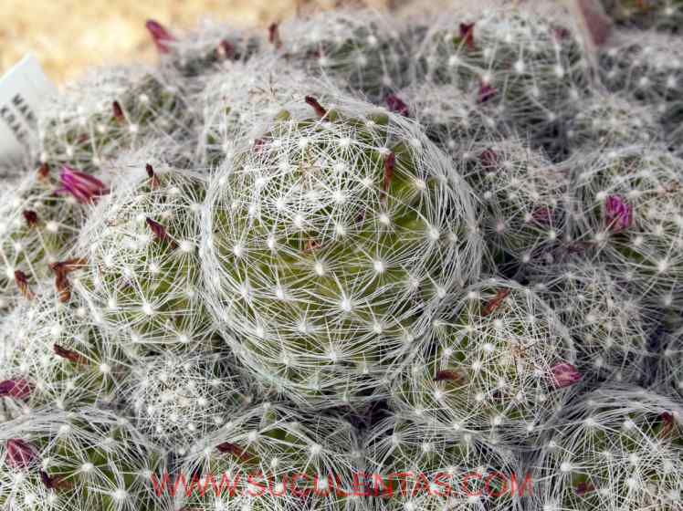SuculentasCactaceae Cactoideae Cacteae Mammillaria kraehenbuehliiKrainz 1971
