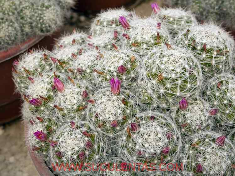 SuculentasCactaceae Cactoideae Cacteae Mammillaria kraehenbuehliiKrainz 1971