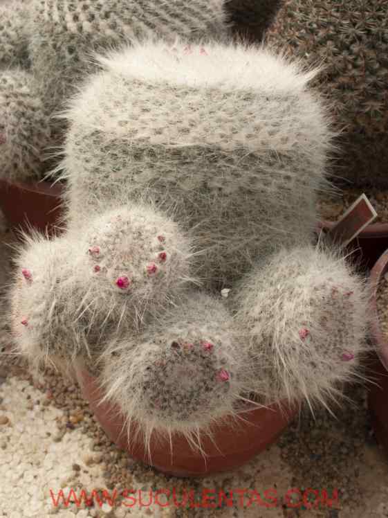 SuculentasCactaceae Cactoideae Cacteae Mammillaria hahnianaWedermann 1929