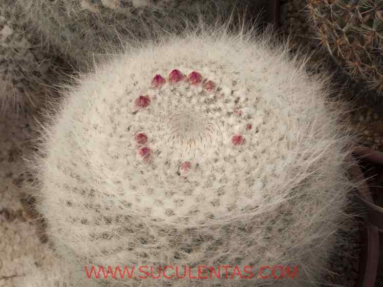 SuculentasCactaceae Cactoideae Cacteae Mammillaria hahnianaWedermann 1929