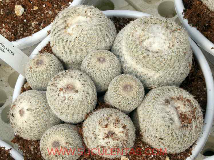 SuculentasCactaceae Cactoideae Cacteae Epithelantha greggii(Engelm.) Orcutt1926.