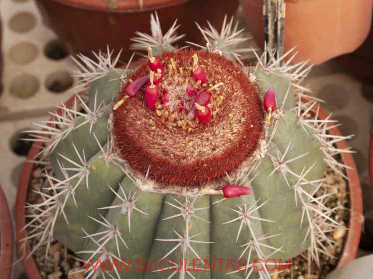 SuculentasCactaceae Cactoideae Cereeae Melocactus acispinosusBuining & Brederoo1975.