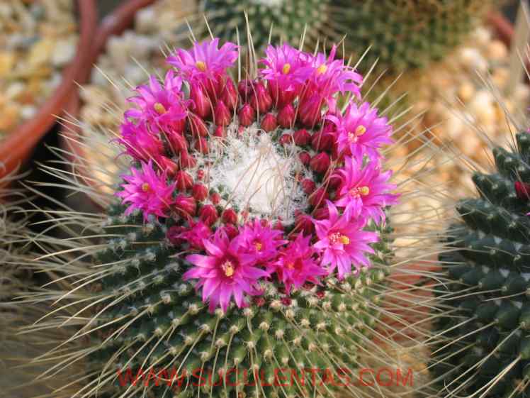 SuculentasCactaceae Cactoideae Cacteae Mammillaria spinosissima 'Un Pico'