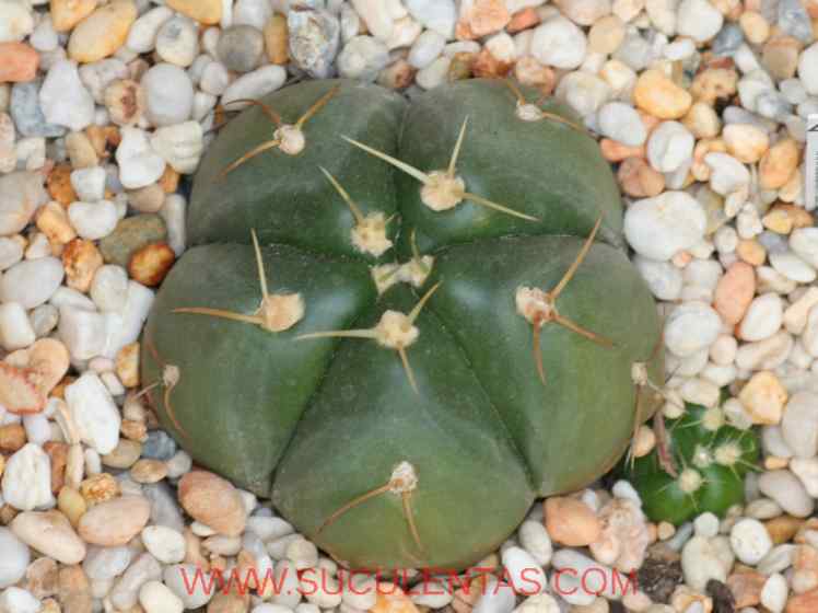 SuculentasCactaceae Cactoideae Trichocereeae Gymnocalycium horstiiBuining 1970