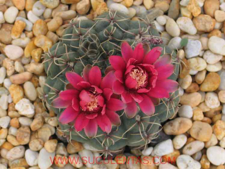 SuculentasCactaceae Cactoideae Trichocereeae Gymnocalycium baldianum(Spegazzini) Spegazinii 1925