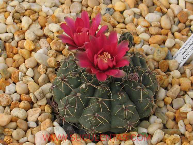SuculentasCactaceae Cactoideae Trichocereeae Gymnocalycium baldianum(Spegazzini) Spegazinii 1925