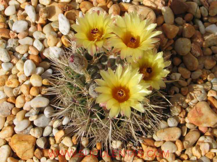SuculentasCactaceae Cactoideae Notocacteae Parodia mammulosa Spp submammulosa(Lemaire) Hofacker 1998
