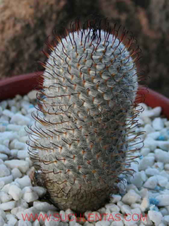 SuculentasCactaceae Cactoideae Cacteae Mammillaria perezdelarosaeBravo & Scheinvar 1985