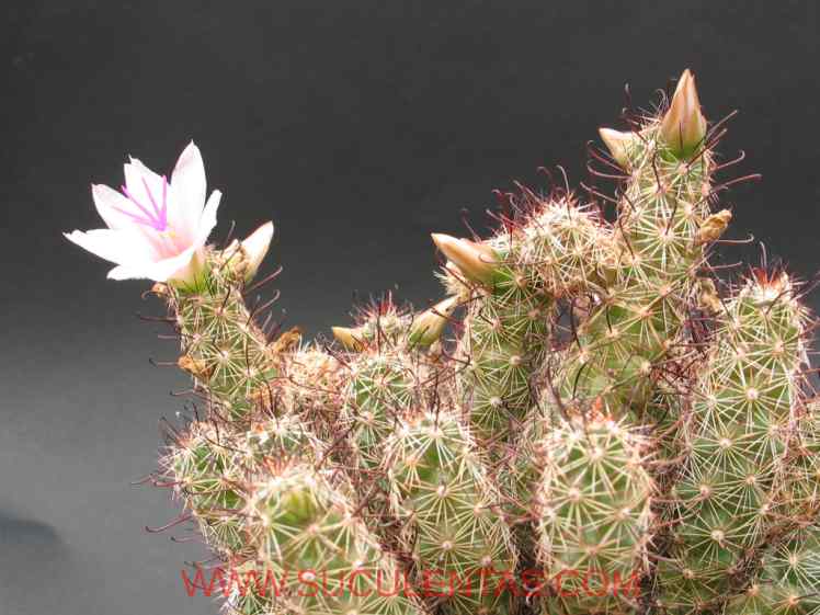 SuculentasCactaceae Cactoideae Cacteae Cochemiea thornberi Spp yaquensis