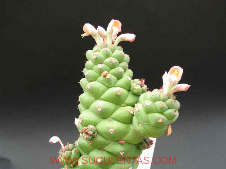 SuculentasEuphorbiaceae Monadenium ritcheiP.R.O. Bally