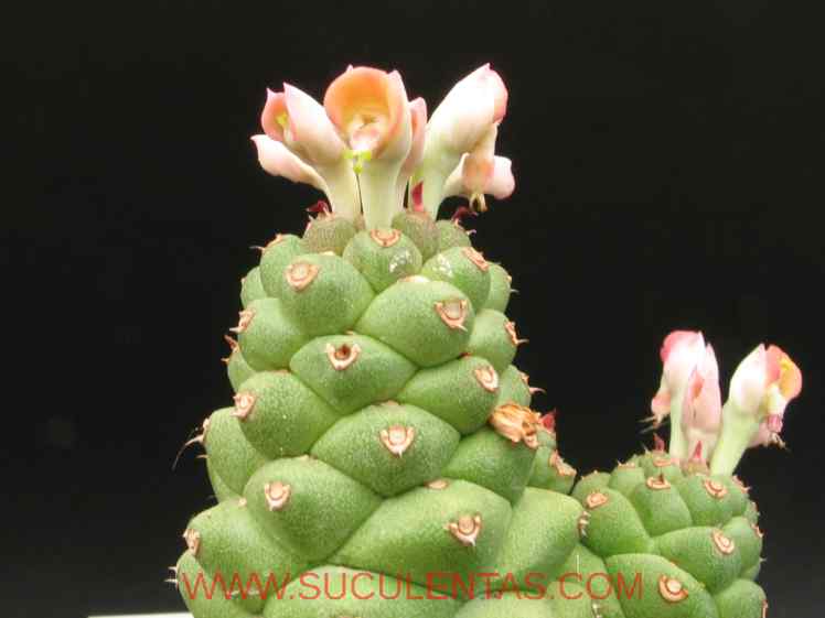 SuculentasEuphorbiaceae Monadenium ritcheiP.R.O. Bally