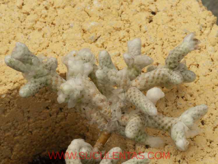 SuculentasPortulacaceae Anacampseros albissimaMarloth1912