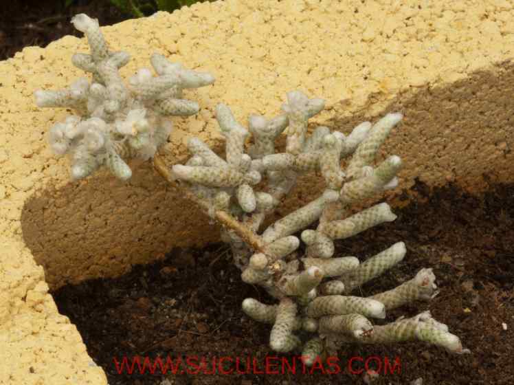 SuculentasPortulacaceae Anacampseros albissimaMarloth1912