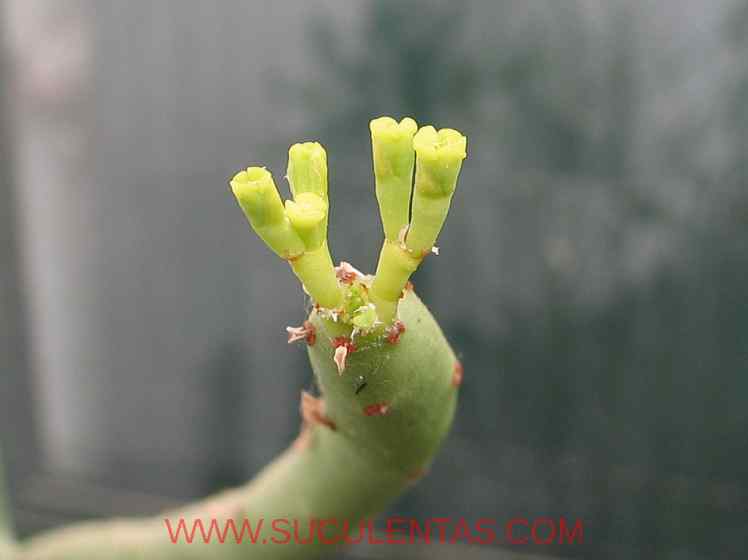 SuculentasEuphorbiaceae Euphorbia alluaudiiDrake1903